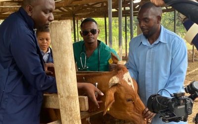 From Farm to Phone: The Tanzanian Startup Revolutionizing Animal Health