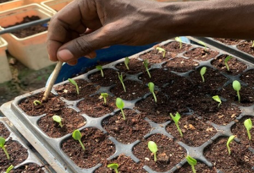 Soil-Free Farming: How Hydroponics Is Transforming Vegetable Farming in Zanzibar