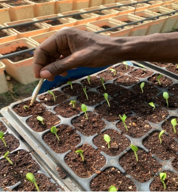 Soil-Free Farming: How Hydroponics Is Transforming Vegetable Farming in Zanzibar